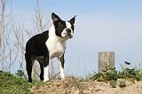 BOSTON TERRIER 340